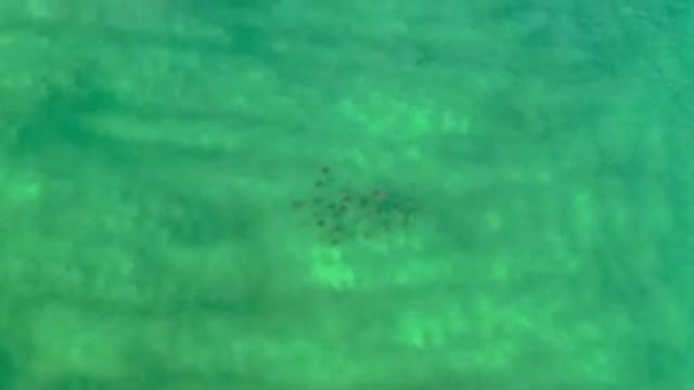 LOS CABOS MEXICO-2020: Creatures Moving in School Group in Green Water