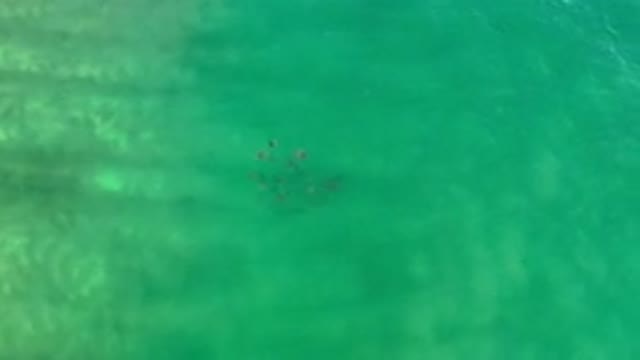LOS CABOS MEXICO-2020: Shoal Of Fish From High Above In Calm Water Swimming