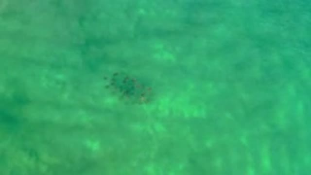 LOS CABOS MEXICO-2020: Group Of Fishes Swim Through Light Green Water Ocean