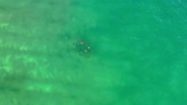 LOS CABOS MEXICO-2020: Pack Of Fishes Recorded In The Sea By Camera In The Sky