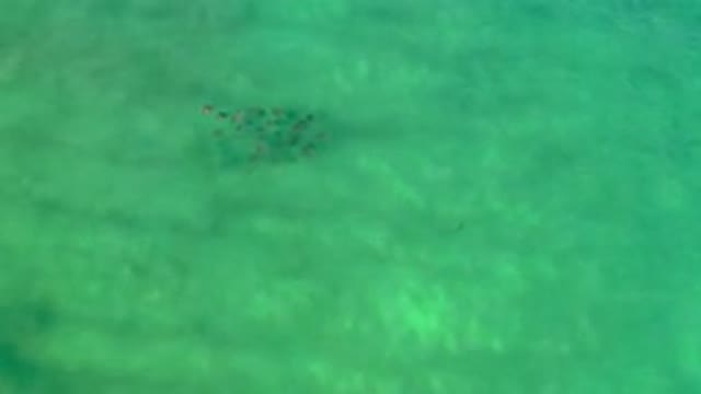 LOS CABOS MEXICO-2020: Fishes Are Having Fun Under The Sea