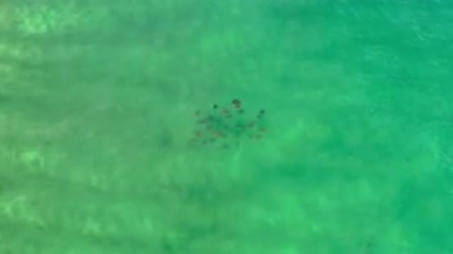 LOS CABOS MEXICO-2020: Little Fish Are Swimming Together At The Bottom Of The