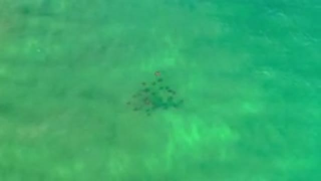 LOS CABOS MEXICO-2020: A School of Fish Form a Triangle in an Expansive Green Sea