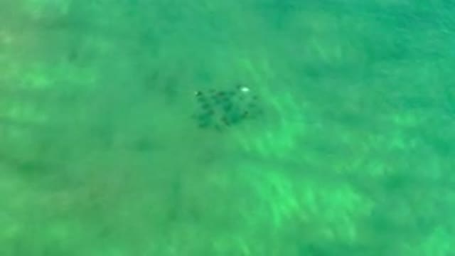 LOS CABOS MEXICO-2020: A Top View Of Green Clean Water And A School Of Fish
