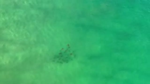 LOS CABOS MEXICO-2020: Top View Of A Deep Greenish Sea Water And A School Of Fish