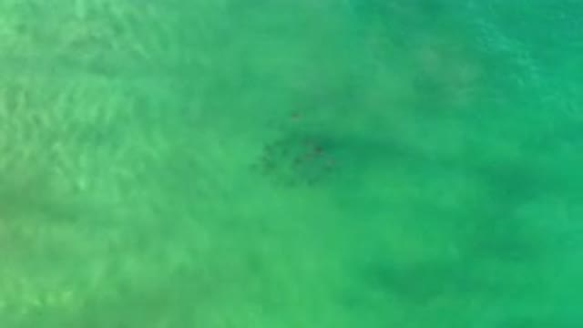LOS CABOS MEXICO-2020: A View Of The Ocean's Water With Animals Swimming