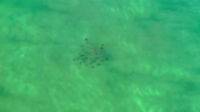 LOS CABOS MEXICO-2020: Flowing Green Tinted Water With a School of Fish Rushing