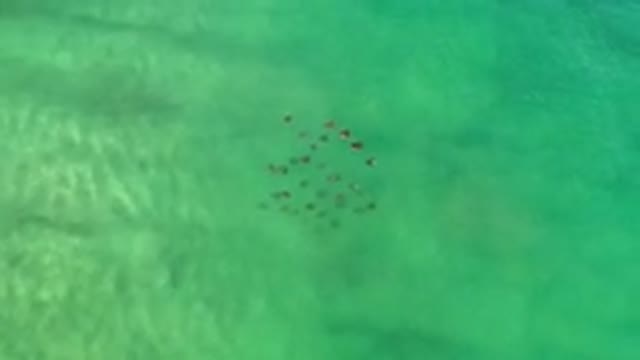 LOS CABOS MEXICO-2020: Small School Of Fish Swimming Through Shiny Green Water