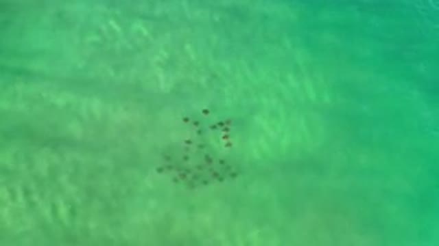 LOS CABOS MEXICO-2020: Aerial View Of A Shoal Of Fishes In The Ocean