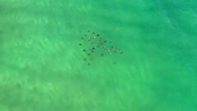 LOS CABOS MEXICO-2020: Gray And Soft Things Apparently Not Human Swimming In The
