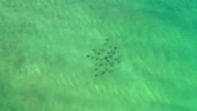 LOS CABOS MEXICO-2020: Sky View Of A School Of Fish Under The Greenish Water