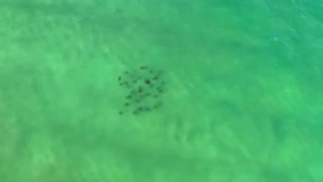 LOS CABOS MEXICO-2020: Family Of Sea Animals Venture Out Into The Sea Following