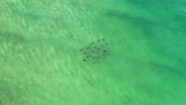 LOS CABOS MEXICO-2020: Group Of Swimmers In Shallow Green Water Swimming Beneath