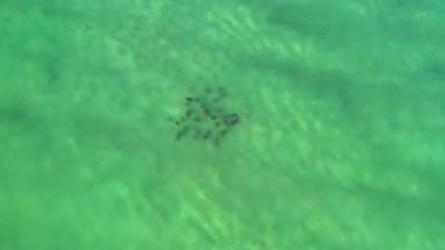 LOS CABOS MEXICO-2020: A School Of Fish Sailing Under The Greenish Water