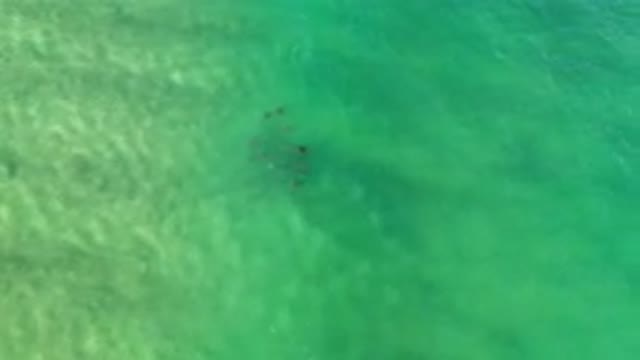 LOS CABOS MEXICO-2020: The Fish Relax In The Green Ocean Wave Peacefully And