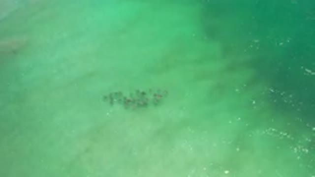LOS CABOS MEXICO-2020: Sea Fish Beach Summer Water Shoal Vacation Breeze Sun