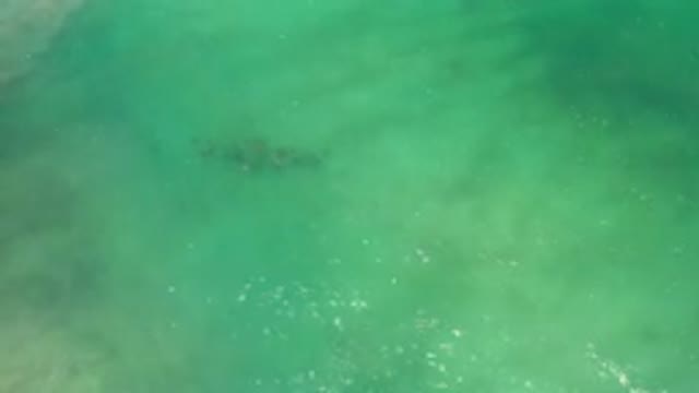 LOS CABOS MEXICO-2020: Aerial View Of Green Sea Water And Plant Life