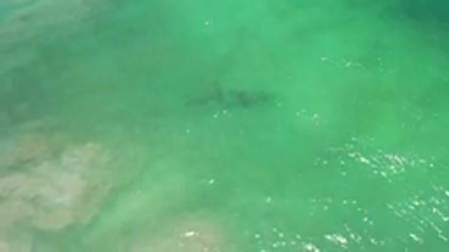 LOS CABOS MEXICO-2020: School Of Fish Going Through Light Green Waters In The