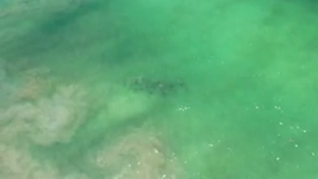 LOS CABOS MEXICO-2020: Small Group Of Fish Swimming Near Reef In Blue Green
