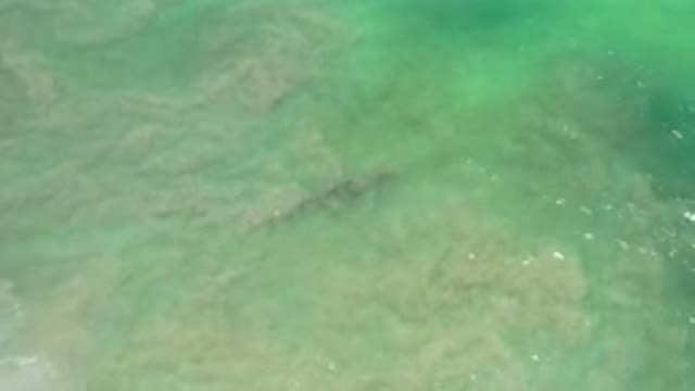 LOS CABOS MEXICO-2020: Strange Aquatic Animals Making Their Way Out To Sea