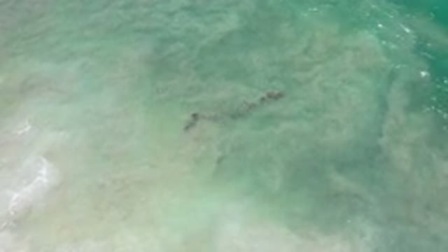 LOS CABOS MEXICO-2020: Great Sea Animals Venture Out Into The Sea