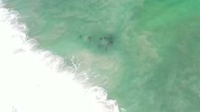 LOS CABOS MEXICO-2020: Animals Swimming Near The Surface Of The Sea In A Group