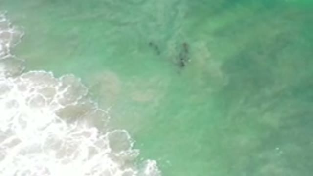 LOS CABOS MEXICO-2020: Fish School Breaking Waves Toward the Sea