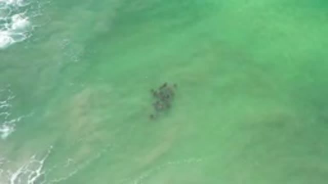 LOS CABOS MEXICO-2020: A Group of Animals Swimming Together in the Ocean