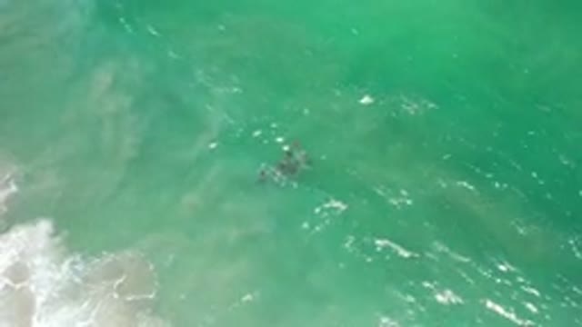 LOS CABOS MEXICO-2020: Sea Creatures Float Out Into The Sea In A Group Trying To