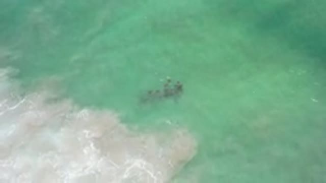LOS CABOS MEXICO-2020: Animals Swimming Near The Surface Of The Sea In A Group