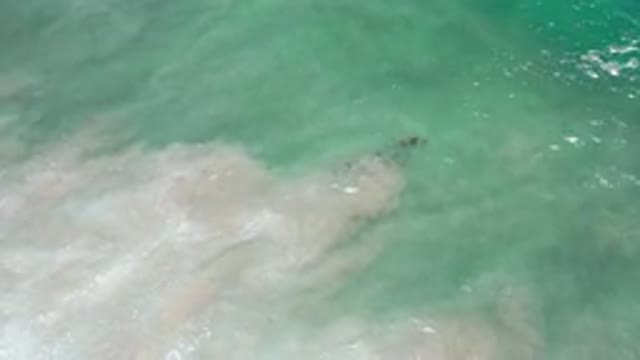 LOS CABOS MEXICO-2020: Beautiful Capture of A Whale On A Green Sea