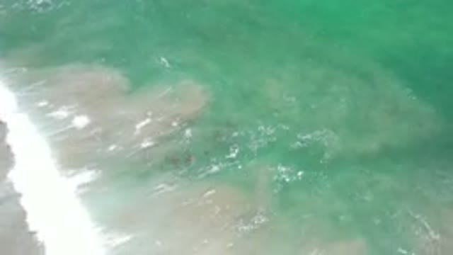 LOS CABOS MEXICO-2020: Waves Crashing On The Beach As A Group Of Animals Swim By