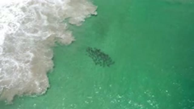 LOS CABOS MEXICO-2020: School Of Fish In The Large Ocean With Waves All Around