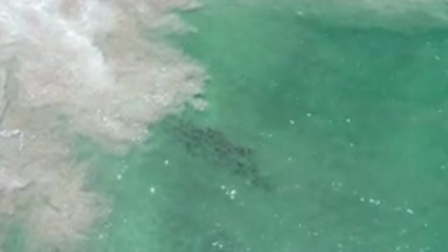 LOS CABOS MEXICO-2020: Sea Ocean Fish Water Sea Life