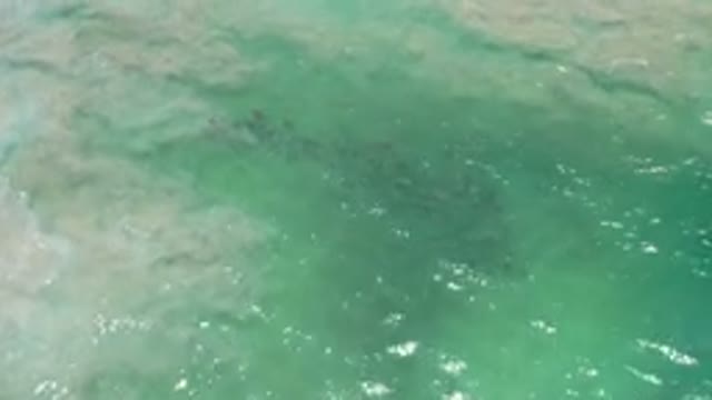 LOS CABOS MEXICO-2020: Ocean And Waves Kelp Or Seaweed Is Seen From Above