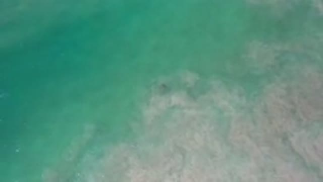 LOS CABOS MEXICO-2020: The Big Ocean Has A Ripple Effect That Also Has Fish