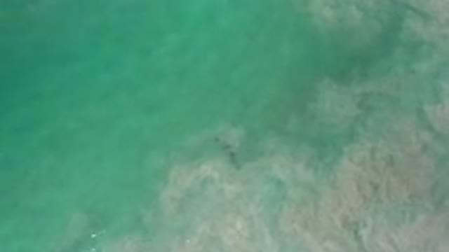 LOS CABOS MEXICO-2020: Family Of Sea Animals Venture Out Into The Green Sea