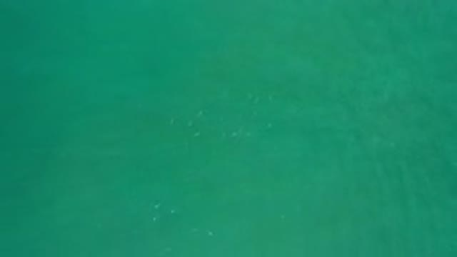 LOS CABOS MEXICO-2020: A School of Fish Swimming in Sea Green Waters