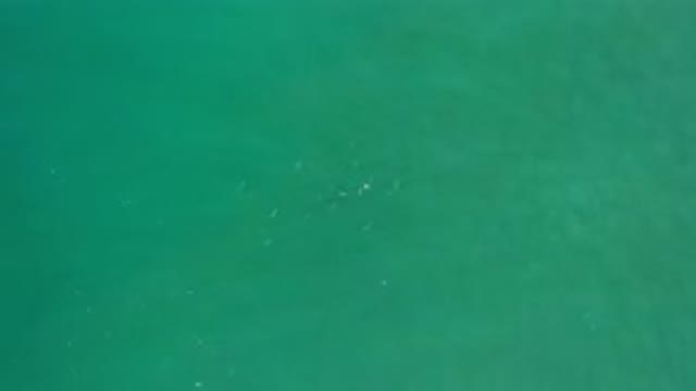 LOS CABOS MEXICO-2020: School Of Fish Congregate In The Middle Of A Green Sea