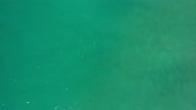 LOS CABOS MEXICO-2020: Sea Shoal Fish Green Morning Light Deep Ocean Water Salt