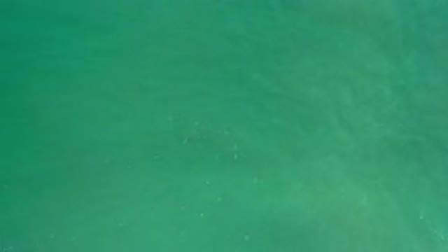 LOS CABOS MEXICO-2020: Fish School In Shallow Aqua Marine Water With Surface