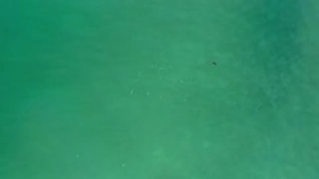LOS CABOS MEXICO-2020: Few Fish Amid Slightly Green Water You Can Only See Their