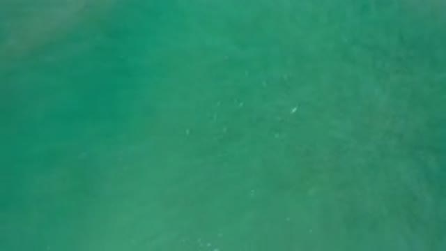 LOS CABOS MEXICO-2020: Deep and Green and Clean Sea