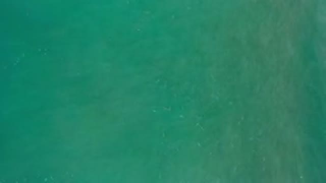 LOS CABOS MEXICO-2020: Aerial View Of Large Fish Swimming Near The Surface