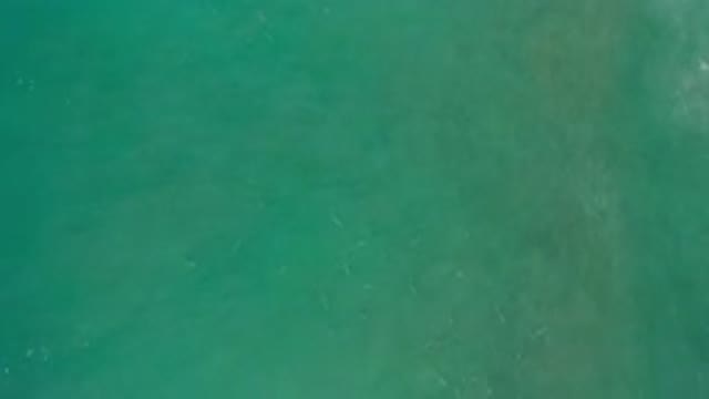 LOS CABOS MEXICO-2020: Open Water Free Diving Exotic Fish With A Chance To