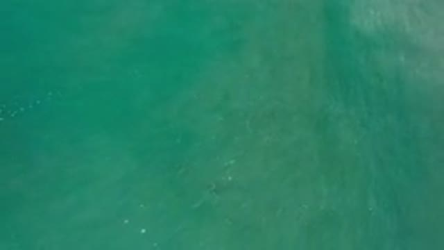 LOS CABOS MEXICO-2020: School Of Fish Jumping Out Of A Very Green Sea