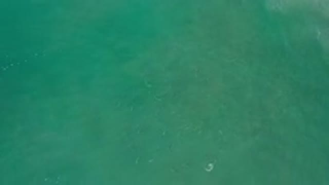 LOS CABOS MEXICO-2020: Family Of Sea Animals Venture Out Into The Sea Following