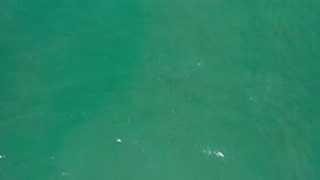 LOS CABOS MEXICO-2020: Fish Swimming Freely Under The Ocean