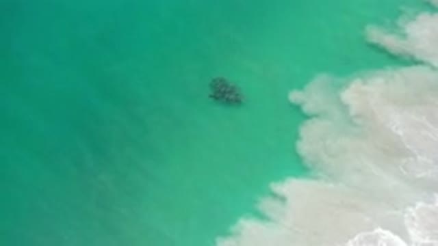 LOS CABOS MEXICO-2020: Marine Wildlife Swimming In The Sea