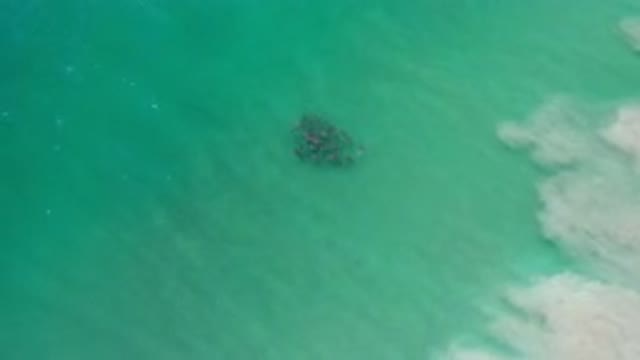LOS CABOS MEXICO-2020: School Of Aquatic Life Gathering Under The Sea Near The Shore